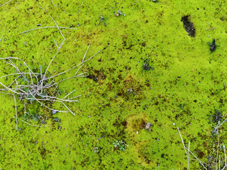 green moss texture