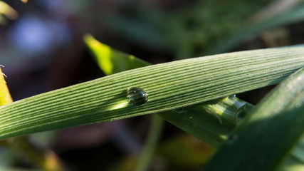 Water drops on a green leaf