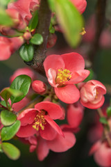 Flowers of Japanese quince Chaenomeles japonica