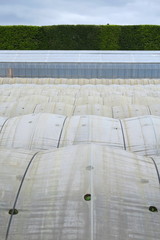 Obraz premium 温室のある春の畑風景