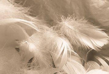 Beautiful abstract white and brown feathers on white background and soft yellow feather texture on white pattern and yellow background, feather background, gold feathers banners