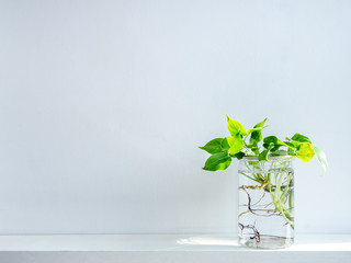 Green leaves with water in transparent plastic jar.