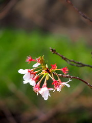 河畔の散り始めた桜