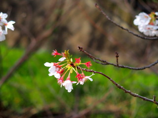河畔の散り始めた桜