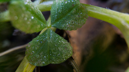 Shamrock with water drops