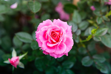 Pink rose flower from top view over blurred garden background, nature concept background, outdoor day light, spring or summer season
