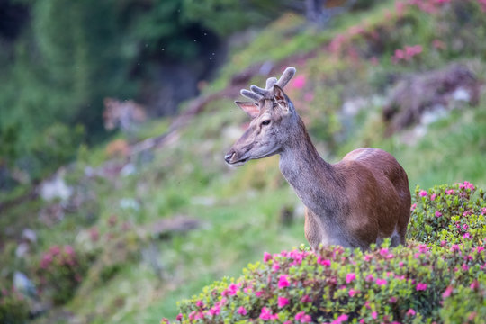 Rothirsch in den Bergen