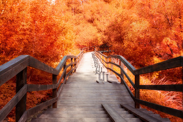 Obraz premium Autumn landscape with beautiful sunlight in orange foliage. A wooden staircase going down. The atmosphere of peace and tranquility