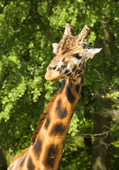 Giraffe - Giraffa camelopardalis, potrait of girafffe, safari in Kenya, Africa, Cute member of African big five mammals.