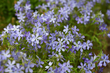 Creeping phlox (Phlox subulata), also known as the moss phlox. Blue flowering plant, beautiful background for a postcard.