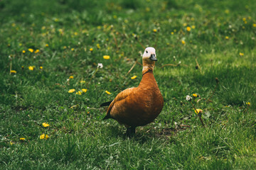 brown beautiful duck on a green lawn in a park 