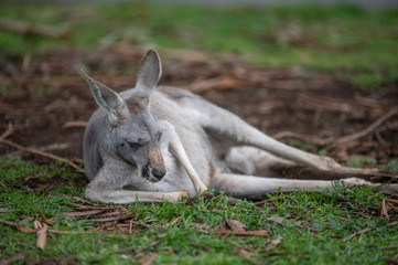 Naklejka na ściany i meble Eastern Grey Kangaroo lying asleep on the grass