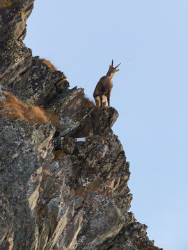 Alpensteinbock in den Stubaier Alpen
