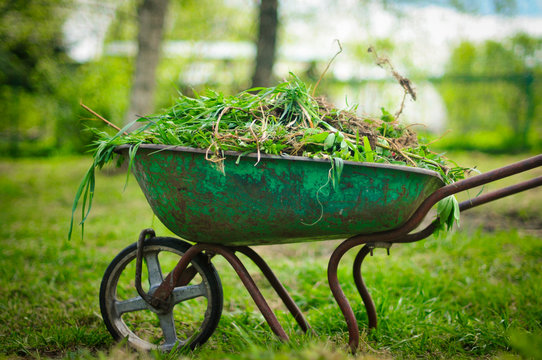 Old garden wheelbarrow filled with weeds. removal of weeds and grass in the garden.