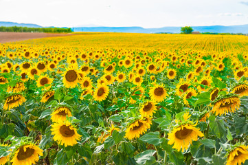 Field of ripe sunflowers in Provence, France. Selective focus. Beautiful summer landscape.