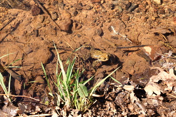 Common toad or European toad, Bufo bufo, in shallow water