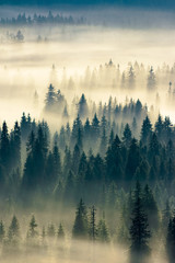 gloeiende mist in de vallei bij zonsopgang. mysterieus natuurfenomeen boven het naaldbos. sparren in mist. prachtig natuurlandschap