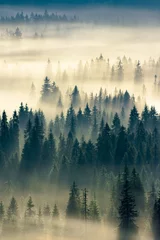 Foto op Plexiglas Mistig bos gloeiende mist in de vallei bij zonsopgang. mysterieus natuurfenomeen boven het naaldbos. sparren in mist. prachtig natuurlandschap