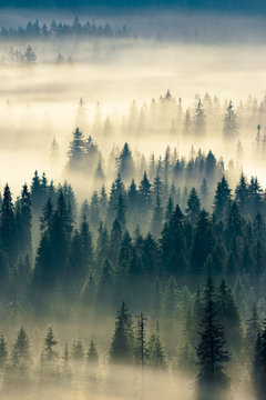 glowing fog in the valley at sunrise. mysterious nature phenomenon above the coniferous forest. spruce trees in mist. beautiful nature scenery
