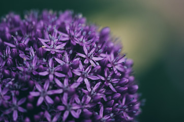 Closeup with purple spring flower