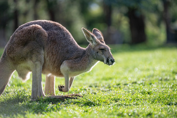 Naklejka na ściany i meble Close-Up of Eastern Grey Kangaroo in grass