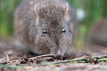 Close-up of Long-Nosed Potoroo