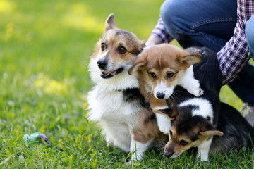 Red and black Welsh Corgi Pembroke cardigan puppies playing on the grass park outdoor