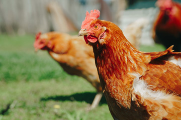 Brown domestic chicken in the summer outdoors close-up