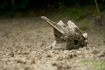 Tree stump on the ground