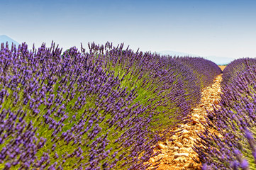 Fototapeta premium A lavender field in Provence
