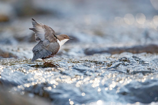 Wasseramsel
