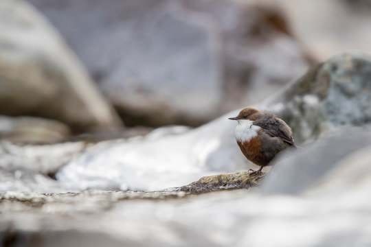 Wasseramsel am winterlichen Gebirgsbach 