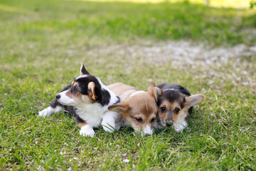 Red and black Welsh Corgi Pembroke cardigan puppies playing on the grass park outdoor