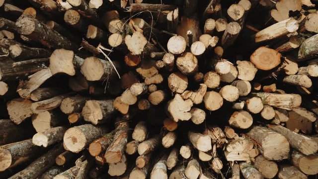 A lot of cut trees lies in the forest near the road. Beautiful dense forest, timber, background