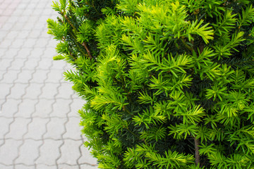 Fresh green bush of Taxus baccata, gowing on a city street in summer. Closeup. Selective focus.