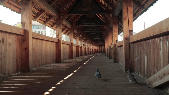 Pigeons in empty Kapelbrücke, Luzern - 4K