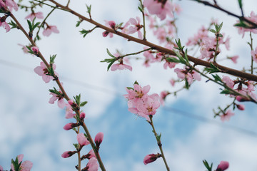 Bright pink spring flowers against a blue sky. Spring blooming of nectarine