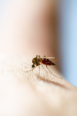 Dangerous Malaria Infected Mosquito Bite,  Encephalitis, Yellow Fever, Dengue, Mayaro Disease, Zika, EEEV or EEE Virus Infectious Culex Parasite Insect