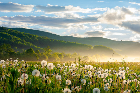field of dandelion in morning light. beautiful nature scenery with fluffy flowers on the meadow in spring. picturesque countryside environment with distant mountains in fog