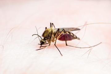 Dangerous Malaria Infected Culex Mosquito Bite, Leishmaniasis, Encephalitis, Yellow Fever, Dengue, Mayaro Disease, Zika, EEEV or EEE Virus Infectious Parasite Insect Macro