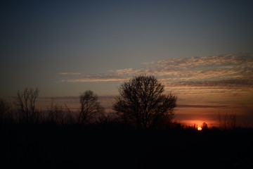 Fototapeta na wymiar small grove against the evening sky