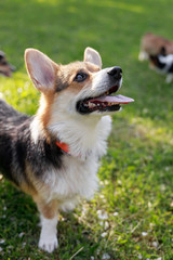 Adult Pembroke welsh corgi playing with a rope together with puppies in park