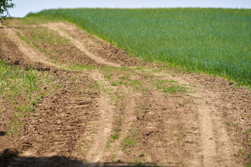 Rural road by the wheat field