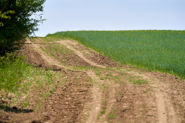 Fototapeta na wymiar Rural road by the wheat field