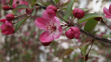 pink magnolia flowers