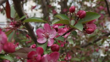pink magnolia flowers