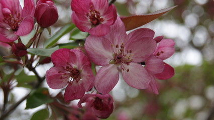 pink magnolia flowers