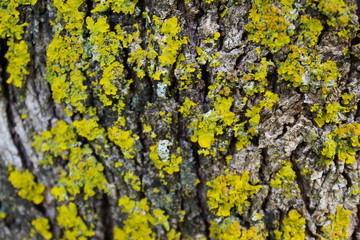 Yellow mold on the tree bark. Selective focus.