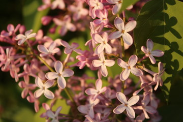 pink magnolia flowers