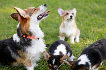 Welsh Corgi Cardigan play with her puppies and look on man in park